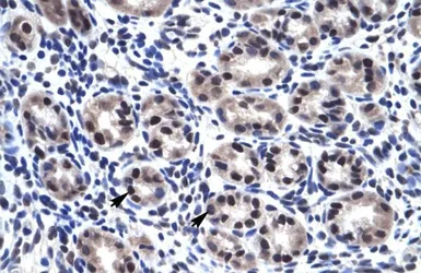 Anti-SP7 antibody, C-term used in IHC (Paraffin sections) (IHC-P). GTX50962