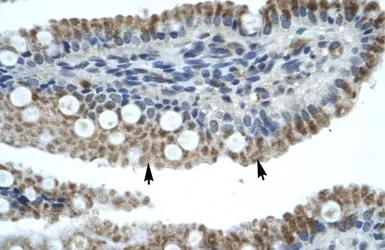 Anti-ZNF683 antibody, N-term used in IHC (Paraffin sections) (IHC-P). GTX50980