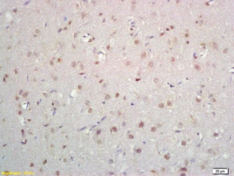 Anti-OAZ antibody used in IHC (Paraffin sections) (IHC-P). GTX51259