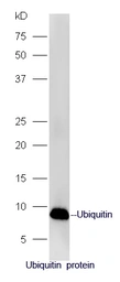 Anti-Ubiquitin antibody used in Western Blot (WB). GTX51517
