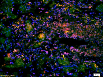 Anti-Spindly antibody used in IHC (Paraffin sections) (IHC-P). GTX51534