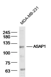 Anti-ASAP1 antibody used in Western Blot (WB). GTX51586