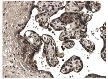 Anti-EG-VEGF antibody [2L13] used in IHC (Paraffin sections) (IHC-P). GTX52497