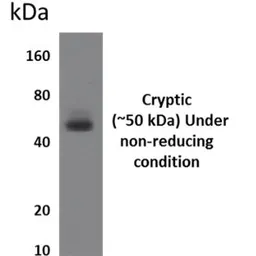 Anti-Cryptic antibody [8D12] used in Western Blot (WB). GTX52658