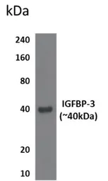 Anti-IGFBP3 antibody [11B16] used in Western Blot (WB). GTX53186