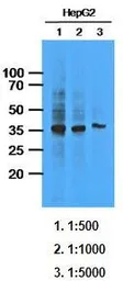 Anti-AKR1C1 antibody [AT6D10] used in Western Blot (WB). GTX53684