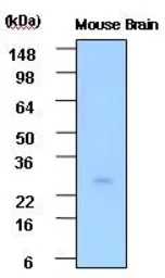 Anti-PSPH antibody [3G12] used in Western Blot (WB). GTX53773
