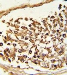 Anti-KDM4B antibody used in IHC (Paraffin sections) (IHC-P). GTX53804