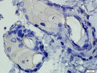 Anti-Mannose Receptor antibody used in IHC (Paraffin sections) (IHC-P). GTX53806