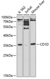 Anti-CD1d antibody used in Western Blot (WB). GTX53911