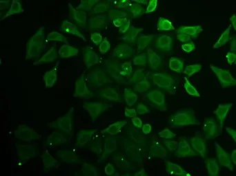 Anti-C21orf33 antibody used in Immunocytochemistry/ Immunofluorescence (ICC/IF). GTX53930