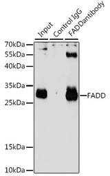 Anti-FADD antibody used in Immunoprecipitation (IP). GTX54024
