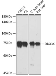 Anti-DDX3 antibody used in Western Blot (WB). GTX54030