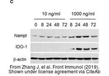 Anti-IDO1 antibody [10.1] used in Western Blot (WB). GTX54075