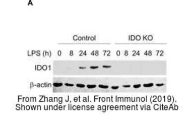 Anti-IDO1 antibody [10.1] used in Western Blot (WB). GTX54075