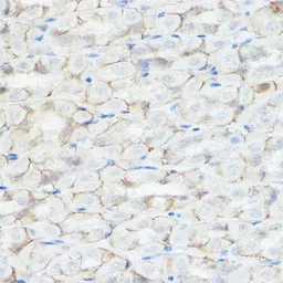 Anti-GABA A Receptor alpha 2 antibody used in IHC (Paraffin sections) (IHC-P). GTX54091
