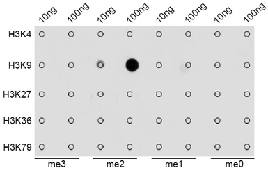 Anti-Histone H3K9me2 (di-methyl Lys9) antibody used in Dot blot (Dot). GTX54102