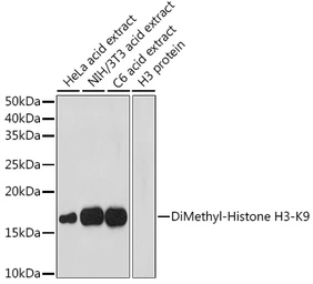 Anti-Histone H3K9me2 (di-methyl Lys9) antibody used in Western Blot (WB). GTX54102