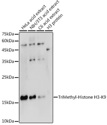 Anti-Histone H3K9me3 (tri-methyl Lys9) antibody used in Western Blot (WB). GTX54103
