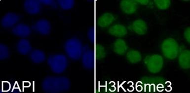 Anti-Histone H3K36me3 (tri-methyl Lys36) antibody used in Immunocytochemistry/ Immunofluorescence (ICC/IF). GTX54109