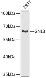 Anti-Nucleostemin antibody used in Western Blot (WB). GTX54163