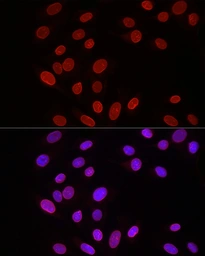 Anti-Lamin B1 antibody used in Immunocytochemistry/ Immunofluorescence (ICC/IF). GTX54288