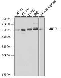 Anti-KIR3DL1 antibody used in Western Blot (WB). GTX54325