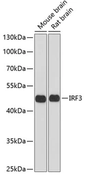 Anti-IRF3 antibody used in Western Blot (WB). GTX54366