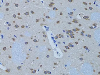 Anti-PLCB1 antibody used in IHC (Paraffin sections) (IHC-P). GTX54594