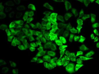 Anti-PRX II antibody used in Immunocytochemistry/ Immunofluorescence (ICC/IF). GTX54610