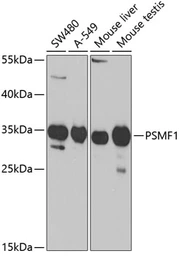 Anti-PSMF1 antibody used in Western Blot (WB). GTX54613