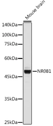 Anti-NR0B1 antibody used in Western Blot (WB). GTX54624