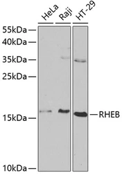 Anti-Rheb antibody used in Western Blot (WB). GTX54697