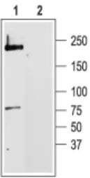 Anti-Cav1.2 antibody used in Western Blot (WB). GTX54754