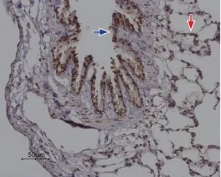 Anti-ORAI2 antibody used in IHC (Paraffin sections) (IHC-P). GTX54767