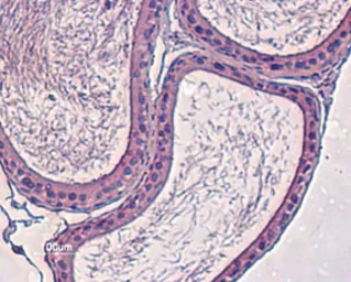 Anti-Kv12.3 antibody used in IHC (Paraffin sections) (IHC-P). GTX54790