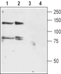 Anti-Kv12.3 antibody used in Western Blot (WB). GTX54790