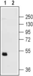 Anti-P2Y12 antibody used in Western Blot (WB). GTX54796