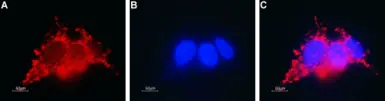 Anti-Connexin 26 antibody used in Immunocytochemistry/ Immunofluorescence (ICC/IF). GTX54817