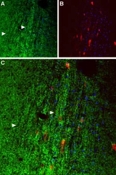 Anti-Orexin Receptor 1 antibody used in IHC (Frozen sections) (IHC-Fr). GTX54847