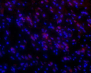 Anti-Orexin Receptor 1 antibody used in IHC (Frozen sections) (IHC-Fr). GTX54847