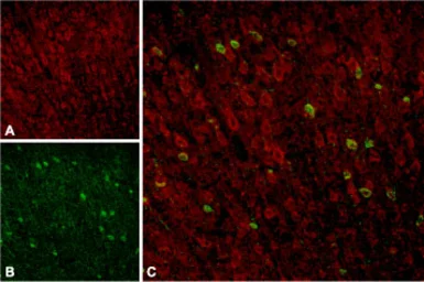 Anti-Sortilin 1 antibody used in IHC (Frozen sections) (IHC-Fr). GTX54854