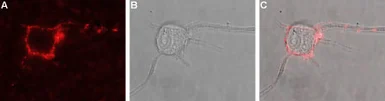 Anti-TrkB antibody used in Live cell imaging (LCI). GTX54857