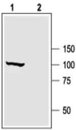 Anti-Maxi Potassium channel alpha antibody used in Western Blot (WB). GTX54874