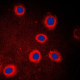Anti-ADCY9 antibody used in Immunocytochemistry/ Immunofluorescence (ICC/IF). GTX54909