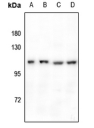Anti-GPR110 antibody used in Western Blot (WB). GTX55215