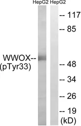 Anti-WWOX (phospho Tyr33) antibody used in Western Blot (WB). GTX55345