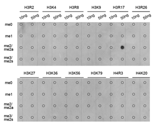 Anti-Histone H3R17me2 (di-methyl Arg17) antibody used in Dot blot (Dot). GTX55484