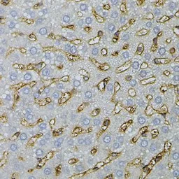 Anti-ASAH2 antibody used in IHC (Paraffin sections) (IHC-P). GTX55519