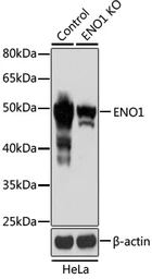 Anti-ENO1 antibody used in Western Blot (WB). GTX55604